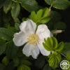 Rosa Rugosa Alba -Heirloom Roses rosa rugosa alba logo 03