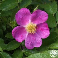 Heirloom Roses -Heirloom Roses rosalina 1 4