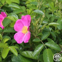 Rosalina -Heirloom Roses rosalina 2 4