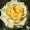 Rosanna Jacobs -Heirloom Roses rosanna jacobs 1