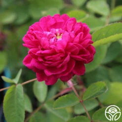 Rose De Rescht 16 Rose De Rescht -Heirloom Roses rose de rescht 1 5