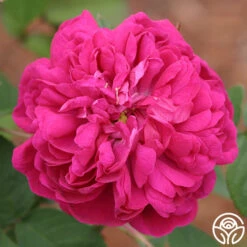 Rose De Rescht 13 Rose De Rescht -Heirloom Roses rose de rescht 2 5