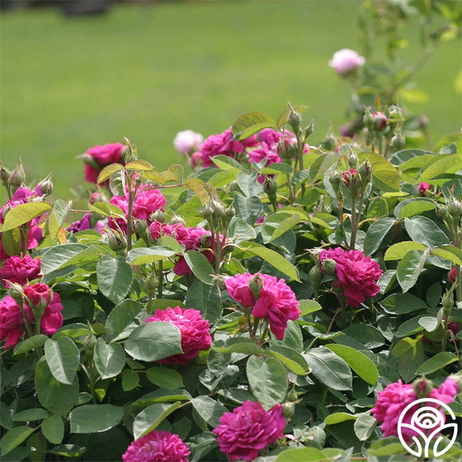 Rose De Rescht 4 Rose De Rescht - Image 2