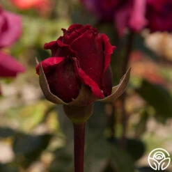 Rose Rhapsody™ -Heirloom Roses rose rhapsody 1 7