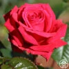 Rose Rhapsody™ -Heirloom Roses rose rhapsody 2 8