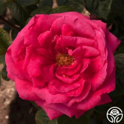 Rose Rhapsody™ -Heirloom Roses rose rhapsody 3