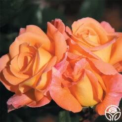 Rosemary Harkness™ -Heirloom Roses rosemary harkness 1 5