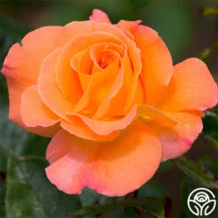 Rosemary Harkness™ -Heirloom Roses rosemary harkness 3 5