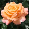 Rosemary Harkness™ 1 Rosemary Harkness™ -Heirloom Roses rosemary harkness 4 1 1