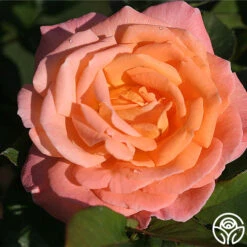 Rosemary Harkness™ -Heirloom Roses rosemary harkness 5 5