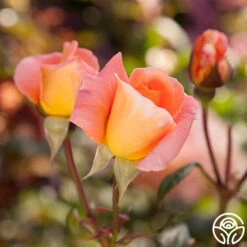 Rosemary Harkness™ -Heirloom Roses rosemary harkness 6 5