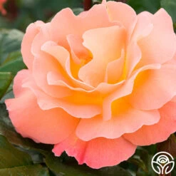 Rosemary Harkness™ -Heirloom Roses rosemary harkness 7 5