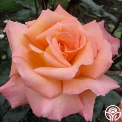 Rosemary Harkness™ -Heirloom Roses rosemary harkness 8 1