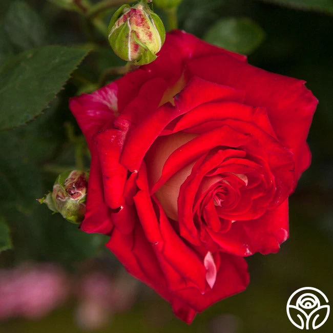 Rosie O'Donnell 4 Rosie O'Donnell - Image 2