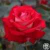 Rosie O'Donnell -Heirloom Roses rosie o donnell 2