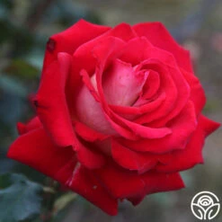 Rosie O'Donnell 11 Rosie O'Donnell -Heirloom Roses rosie o donnell 3