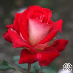 Rosie O'Donnell 10 Rosie O'Donnell -Heirloom Roses rosie o donnell 5