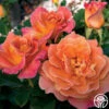 Rosie The Riveter™ -Heirloom Roses rosie the riveter 1 1