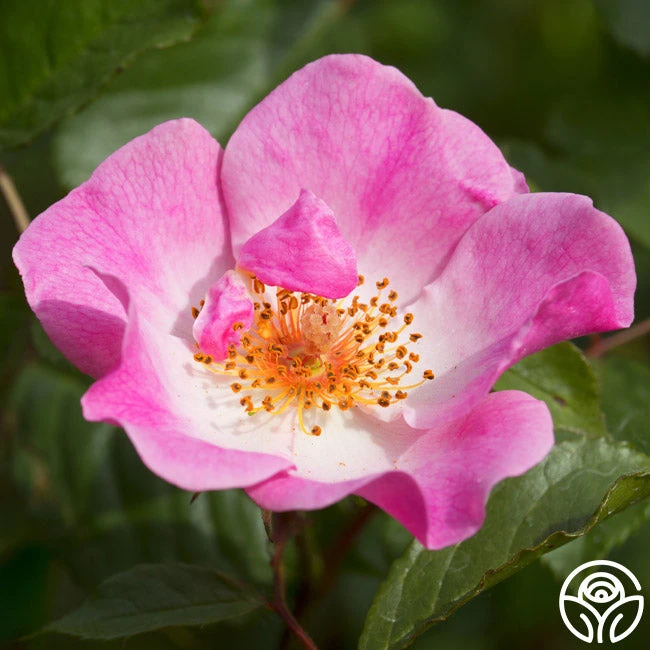 Rosy Hedge 4 Rosy Hedge - Image 2