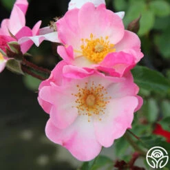 Rosy Hedge 7 Rosy Hedge -Heirloom Roses rosy hedge 2 1