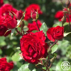 Rouge Rhapsody 8 Rouge Rhapsody -Heirloom Roses rouge rhapsody 1 2