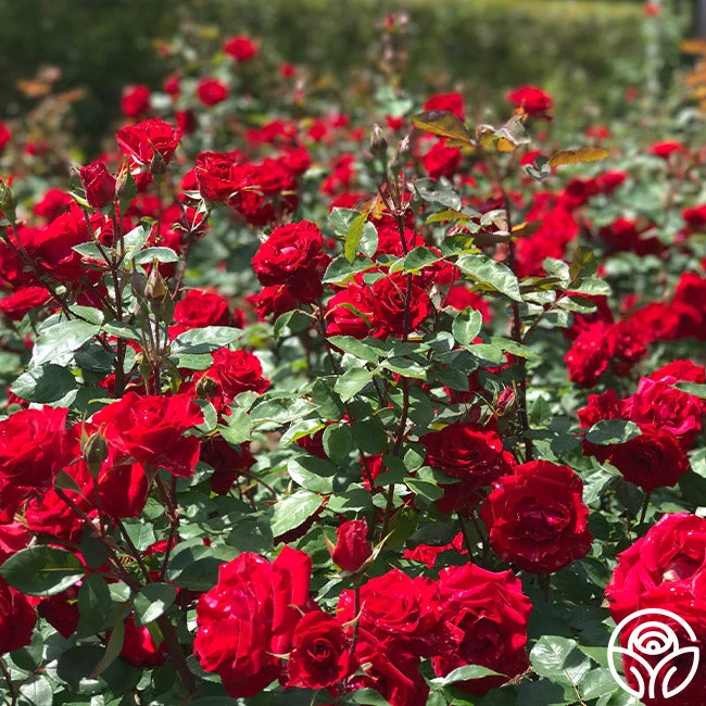 Rouge Rhapsody 6 Rouge Rhapsody - Image 4