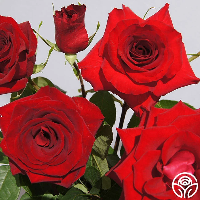 Rouge Rhapsody 4 Rouge Rhapsody - Image 2