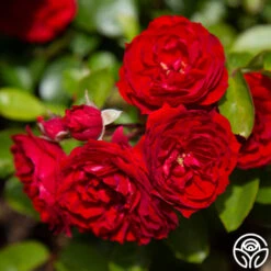 Veranda® Roxanne -Heirloom Roses roxanne veranda 2