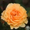 Royal Amber™ -Heirloom Roses royal amber 1 4
