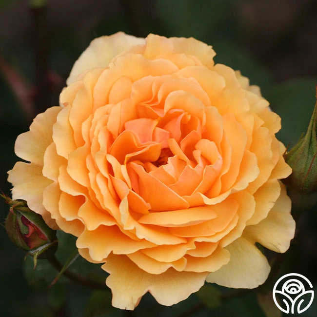 Royal Amber™ 3 Royal Amber™