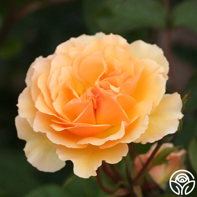 Royal Amber™ 4 Royal Amber™ - Image 2