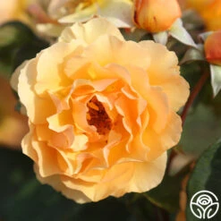 Royal Amber™ 9 Royal Amber™ -Heirloom Roses royal amber 3 4