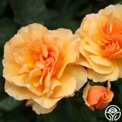 Royal Amber™ 8 Royal Amber™ -Heirloom Roses royal amber 4