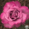 Royal Amethyst™ -Heirloom Roses royal amethyst 1 5