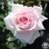 Royal Highness 2 Royal Highness -Heirloom Roses royal highness 1 1 1
