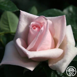 Royal Highness -Heirloom Roses royal highness 2 8