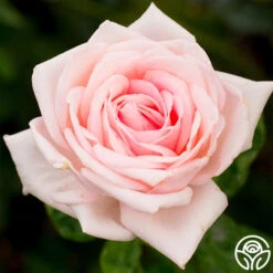 Royal Highness -Heirloom Roses royal highness 3 8