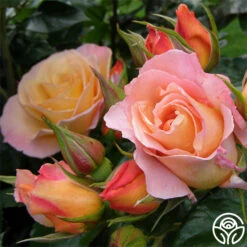 Royal Pageant™ -Heirloom Roses royal pageant 2 1 1