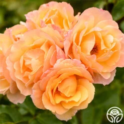 Royal Pageant™ -Heirloom Roses royal pageant 4 1 1