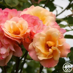 Royal Pageant™ -Heirloom Roses royal pageant 5 2