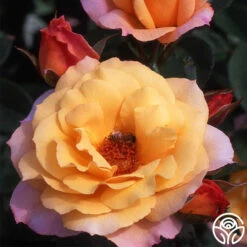 Royal Pageant™ -Heirloom Roses royal pageant 7 2