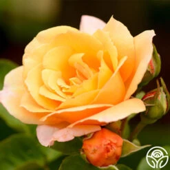 Royal Pageant™ -Heirloom Roses royal pageant 8 2