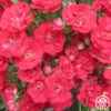 Ruby Meidiland® -Heirloom Roses ruby meidiland 1 8