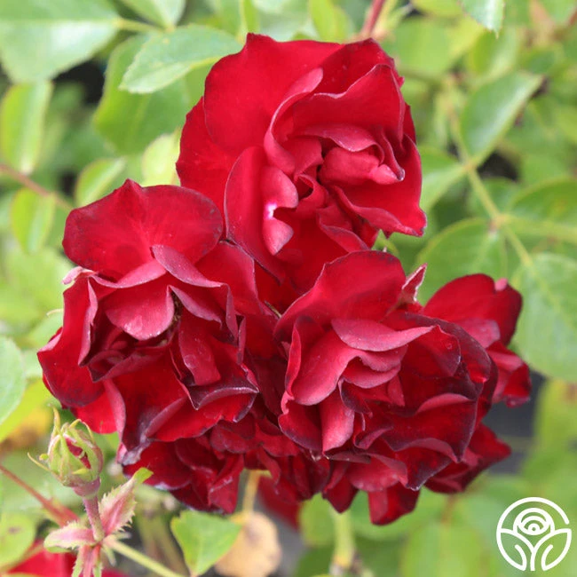 Ruby Meidiland® 4 Ruby Meidiland® - Image 2