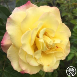 Rugelda -Heirloom Roses rugelda logo 02