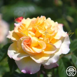 Rugelda -Heirloom Roses rugelda logo 05