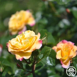 Rugelda -Heirloom Roses rugelda logo 06