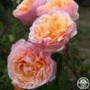 Ruth Clements™ 2 Ruth Clements™ -Heirloom Roses ruth clements 1 5