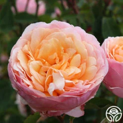 Ruth Clements™ -Heirloom Roses ruth clements 4
