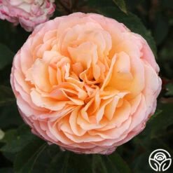 Ruth Clements™ -Heirloom Roses ruth clements 5